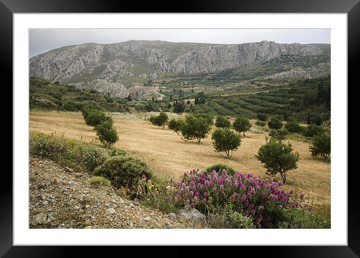 Cretan Olive Grove Framed Mounted Print by Oliver Porter