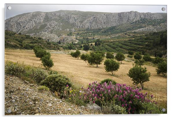 Cretan Olive Grove Acrylic by Oliver Porter