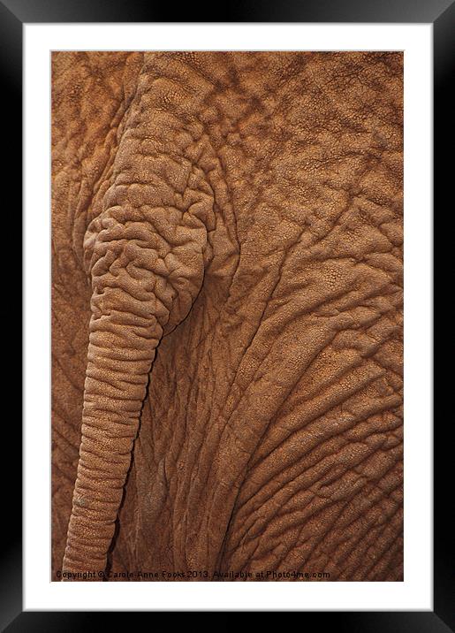 Baby Elephants Tail Framed Mounted Print by Carole-Anne Fooks