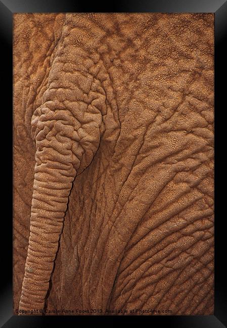 Baby Elephants Tail Framed Print by Carole-Anne Fooks