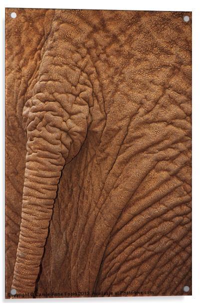 Baby Elephants Tail Acrylic by Carole-Anne Fooks