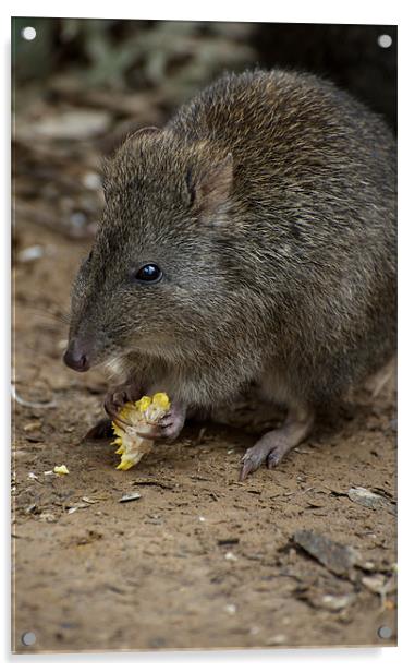 A Potoroo Finds A Treat Acrylic by Graham Palmer
