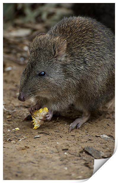 A Potoroo Finds A Treat Print by Graham Palmer