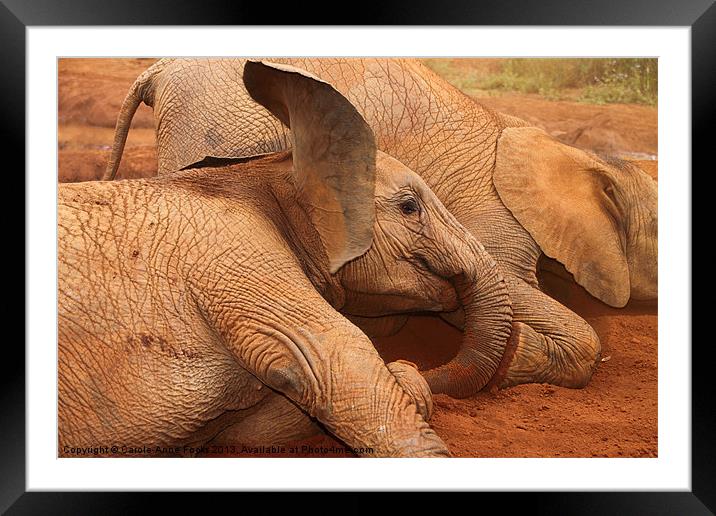 Baby Elephant Play Time Framed Mounted Print by Carole-Anne Fooks