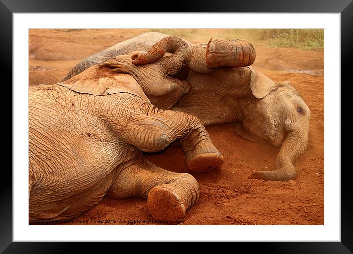 Baby Elephant Play Time Framed Mounted Print by Carole-Anne Fooks