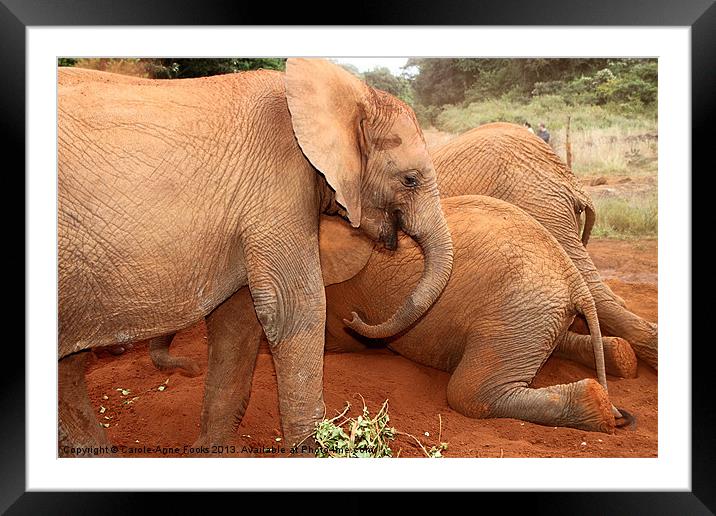 Baby Elephant Pay Time Framed Mounted Print by Carole-Anne Fooks