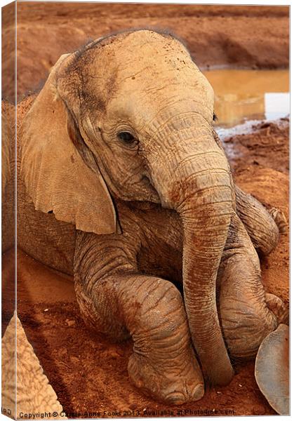 Baby Elephant Resting After Play Canvas Print by Carole-Anne Fooks