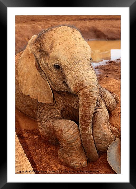 Baby Elephant Resting After Play Framed Mounted Print by Carole-Anne Fooks