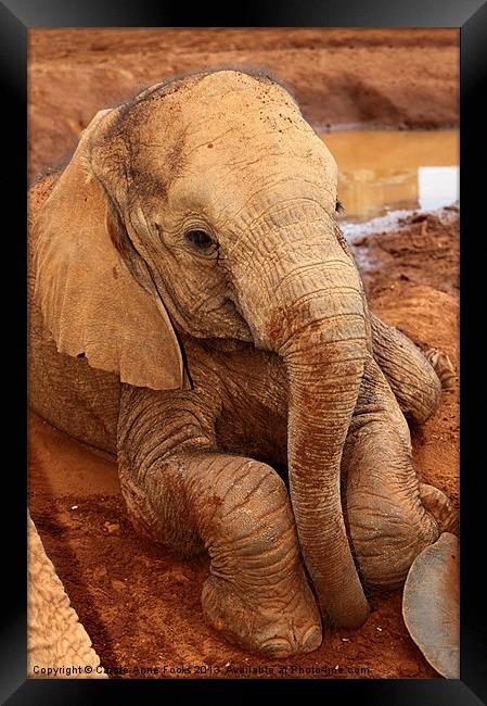 Baby Elephant Resting After Play Framed Print by Carole-Anne Fooks