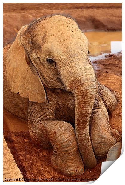 Baby Elephant Resting After Play Print by Carole-Anne Fooks