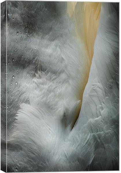 Feeding Swan Canvas Print by Natures' Canvas: Wall Art  & Prints by Andy Astbury