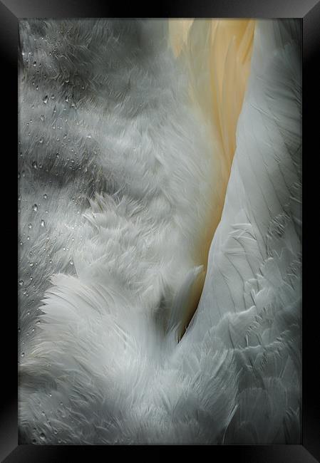 Feeding Swan Framed Print by Natures' Canvas: Wall Art  & Prints by Andy Astbury