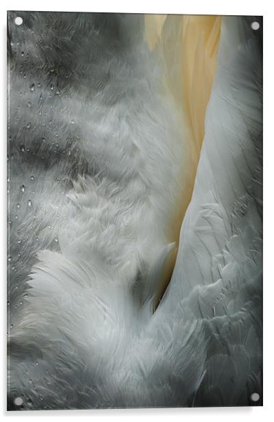Feeding Swan Acrylic by Natures' Canvas: Wall Art  & Prints by Andy Astbury