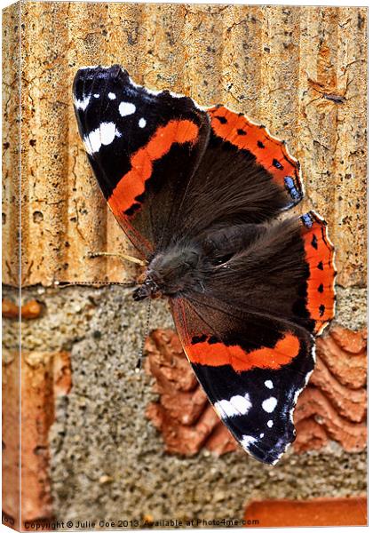 Red Admiral Butterfly Canvas Print by Julie Coe
