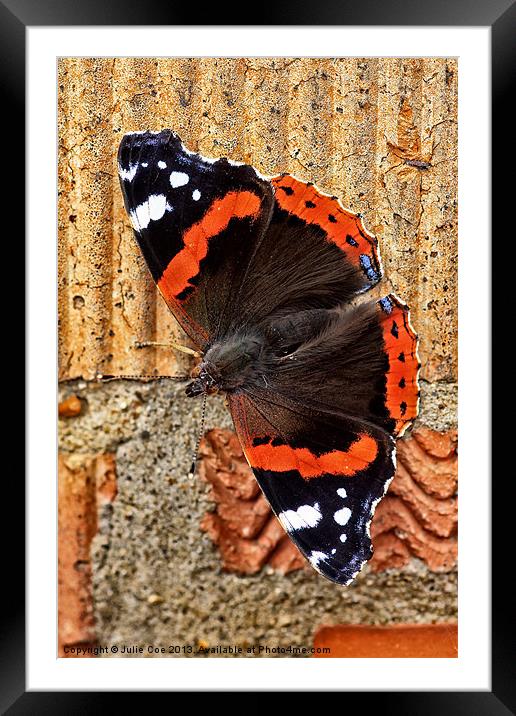 Red Admiral Butterfly Framed Mounted Print by Julie Coe