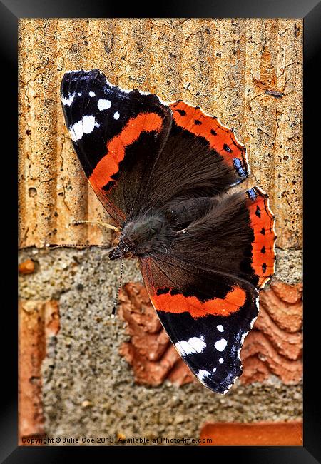 Red Admiral Butterfly Framed Print by Julie Coe