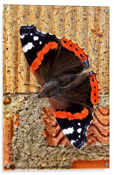 Red Admiral Butterfly Acrylic by Julie Coe