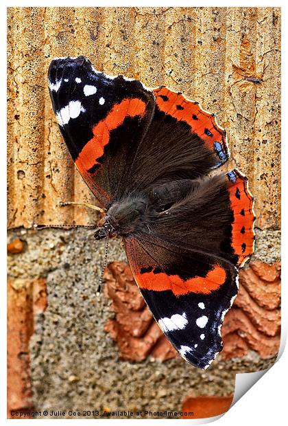 Red Admiral Butterfly Print by Julie Coe