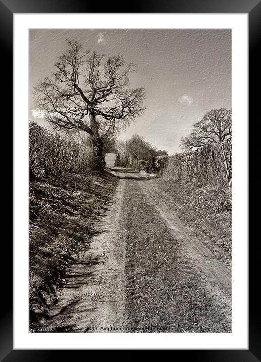Turkey Lane, Edgefield Framed Mounted Print by Julie Coe