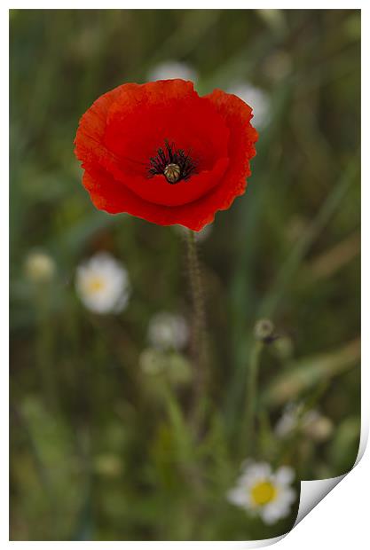 Single Poppy Print by Oliver Porter