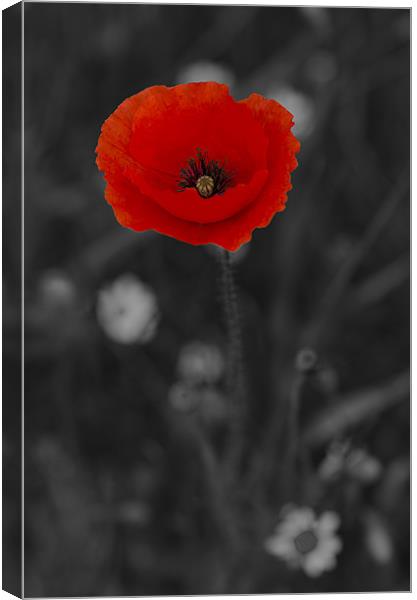 Red and Black Poppy Canvas Print by Oliver Porter