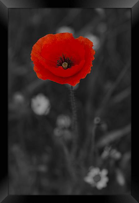 Red and Black Poppy Framed Print by Oliver Porter