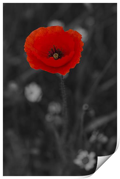 Red and Black Poppy Print by Oliver Porter