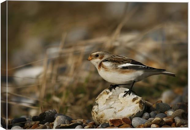 SNOW BUNTING #1 Canvas Print by Anthony R Dudley (LRPS)