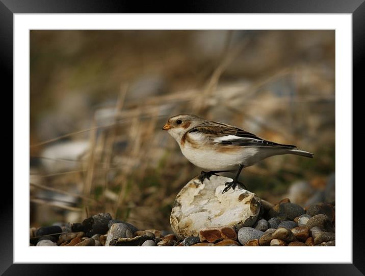 SNOW BUNTING #1 Framed Mounted Print by Anthony R Dudley (LRPS)