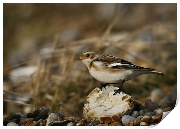SNOW BUNTING #1 Print by Anthony R Dudley (LRPS)