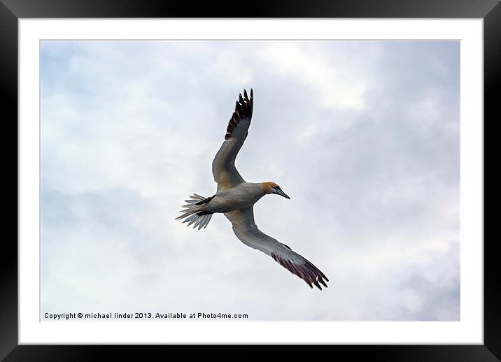 Gannet Framed Mounted Print by Thanet Photos