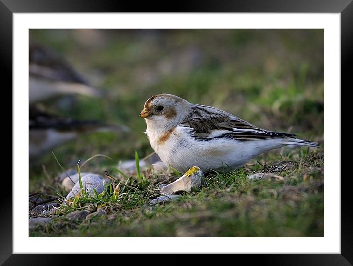SNOW BUNTING #2 Framed Mounted Print by Anthony R Dudley (LRPS)
