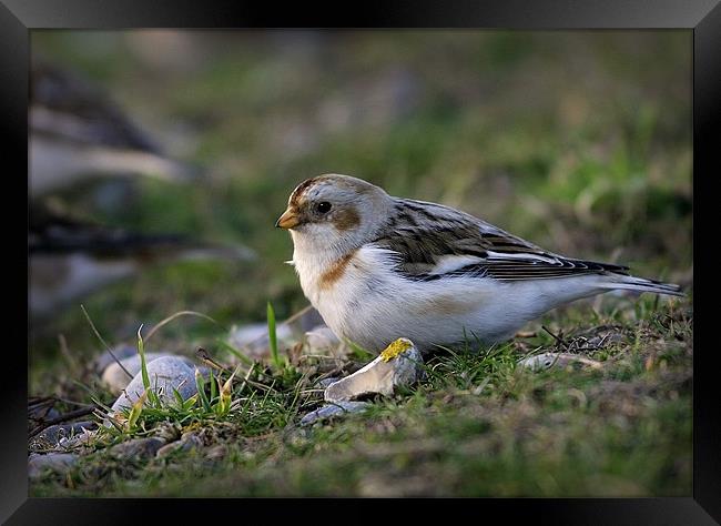 SNOW BUNTING #2 Framed Print by Anthony R Dudley (LRPS)