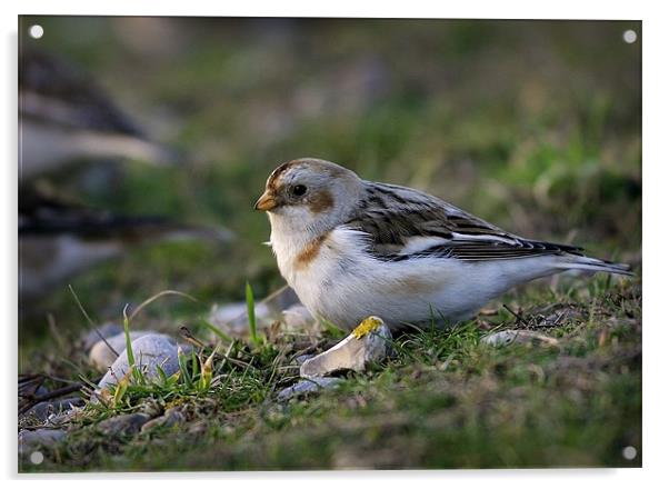 SNOW BUNTING #2 Acrylic by Anthony R Dudley (LRPS)