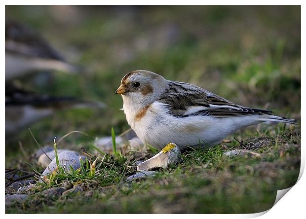 SNOW BUNTING #2 Print by Anthony R Dudley (LRPS)