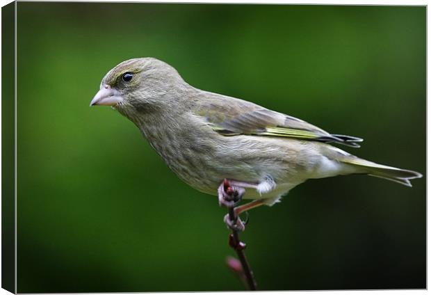 GREENFINCH Canvas Print by Anthony R Dudley (LRPS)