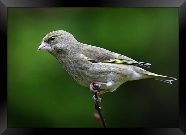 GREENFINCH Framed Print by Anthony R Dudley (LRPS)