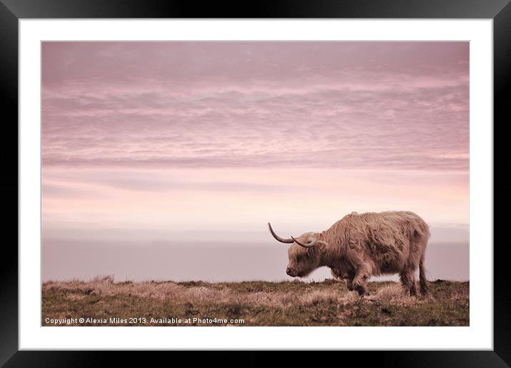 Highland Cow Framed Mounted Print by Alexia Miles