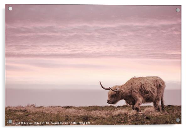 Highland Cow Acrylic by Alexia Miles