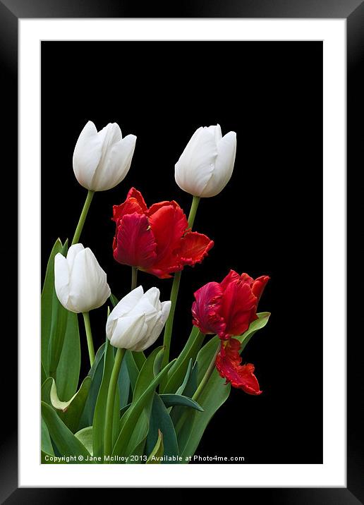 Spring Tulips Framed Mounted Print by Jane McIlroy