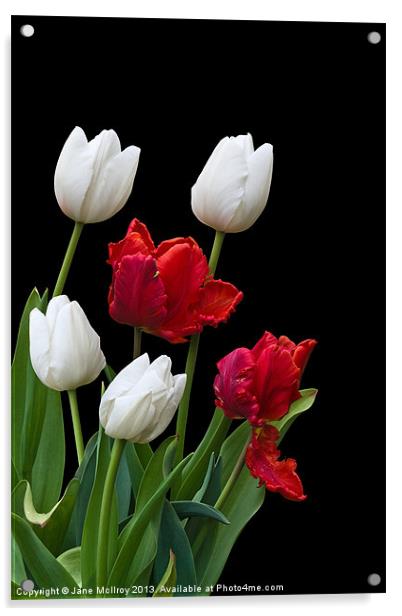 Spring Tulips Acrylic by Jane McIlroy