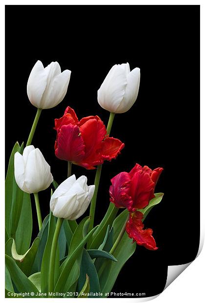 Spring Tulips Print by Jane McIlroy
