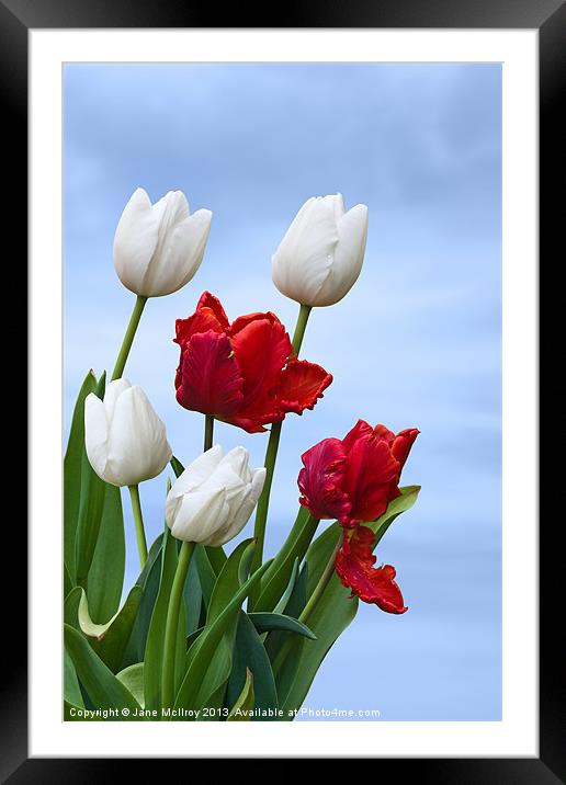 Spring Tulips Framed Mounted Print by Jane McIlroy