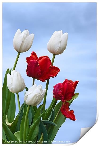 Spring Tulips Print by Jane McIlroy