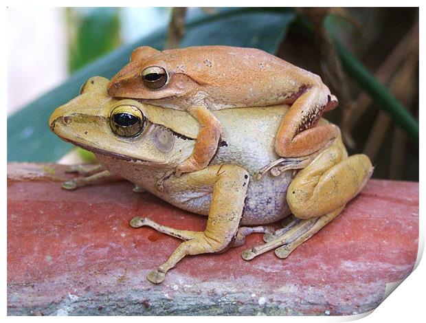 Mother And Baby Frogs Print by Paula Guy