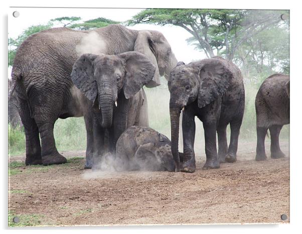 Elephant Family Dust Bath Acrylic by Paula Guy