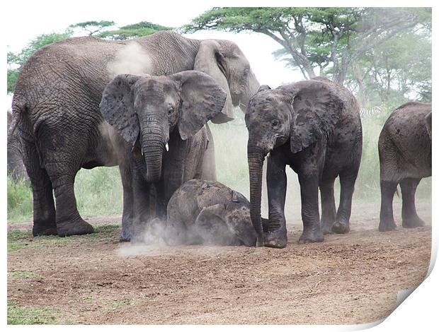 Elephant Family Dust Bath Print by Paula Guy