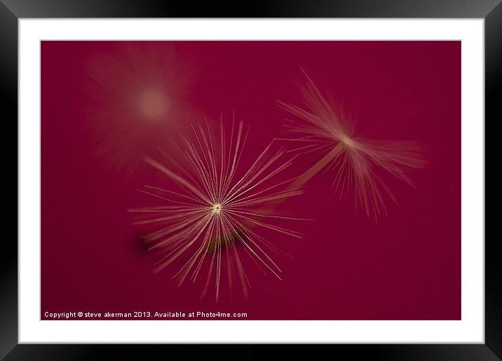 Dandelion seeds on a pink background Framed Mounted Print by steve akerman