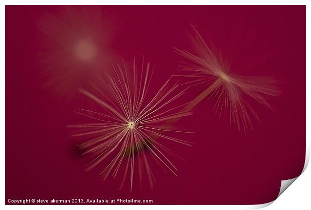 Dandelion seeds on a pink background Print by steve akerman