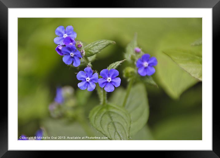 Little Blue Weeds Framed Mounted Print by Michelle Orai